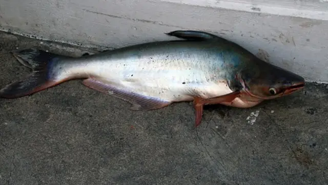 బాసా చేప