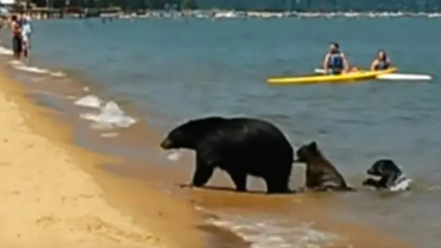 கலிபோர்னியாவில் குடும்பத்துடன் நீராடிய கரடியார்