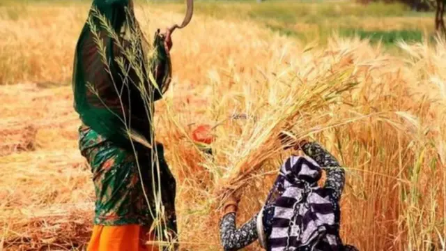 భారత్-వ్యవసాయ రంగం