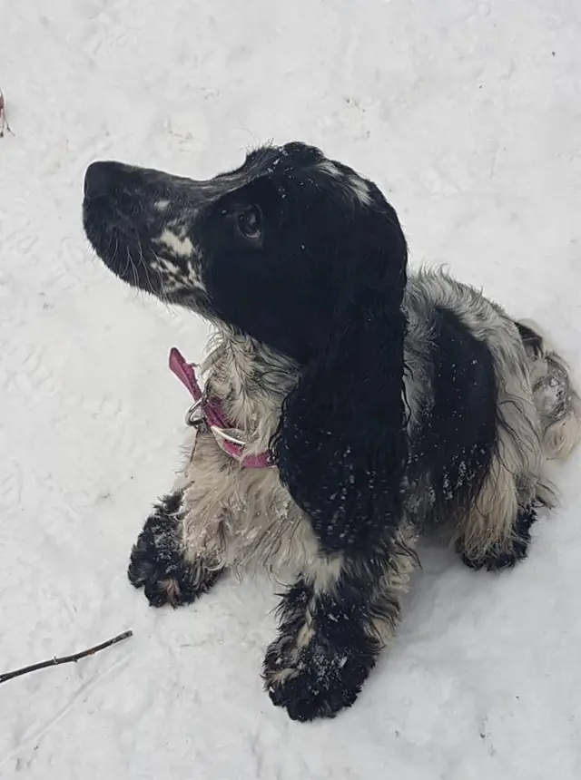 Вишня в снегу