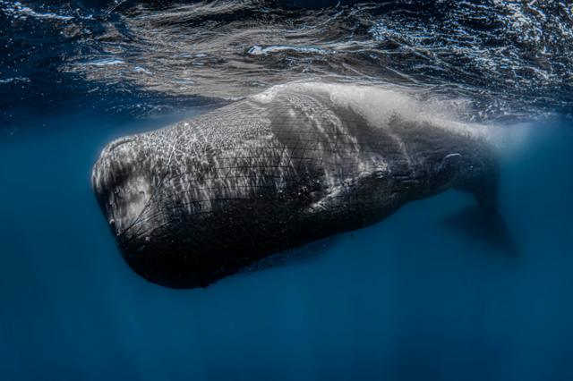 Sperm whale caught in a net