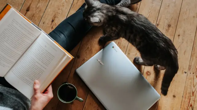 книжка комп'ютер кіт тварина