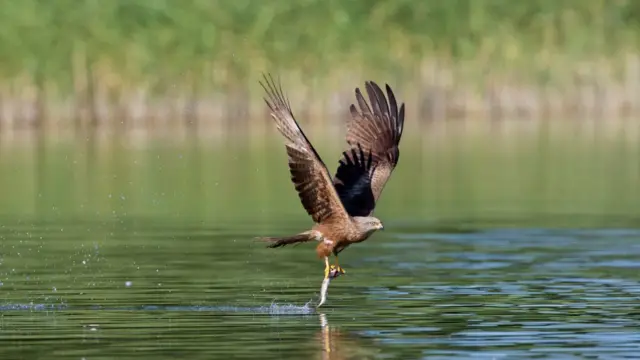 ஊர்ப் பருந்து அல்லது கள்ளப்பருந்து