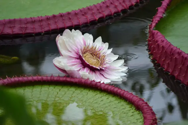 Flor de Victoria Boliviana
