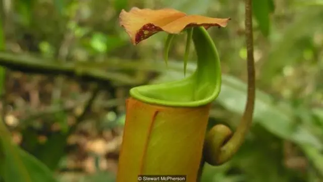 मांसाहारी पौधे