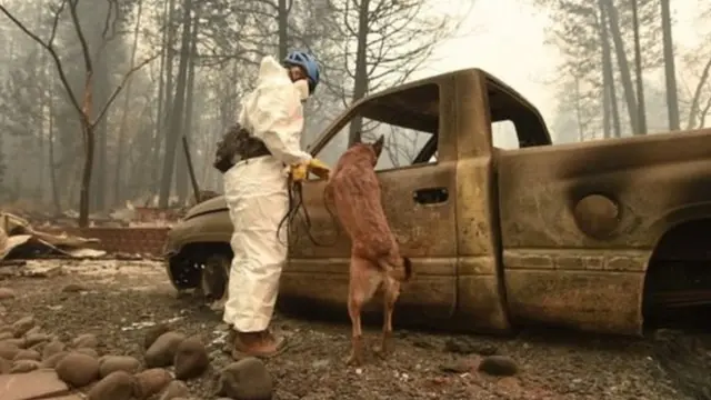 காட்டுத்தீயினால் சூறையாடப்பட்ட கலிபோர்னியா