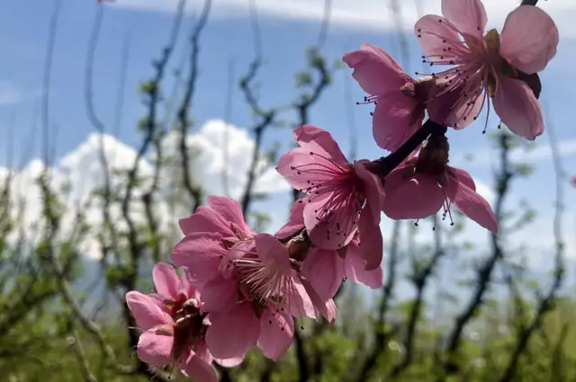 ਕਸ਼ਮੀਰ ਚ ਬਹਾਰ ਦੌਰਾਨ ਖਿੜੇ ਫੁੱਲ