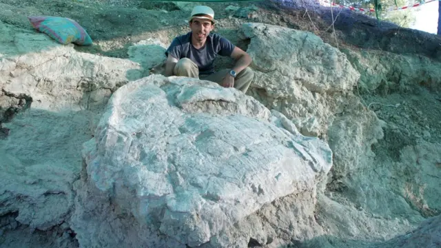 Черепахи Titanochelon достигали огромных размеров