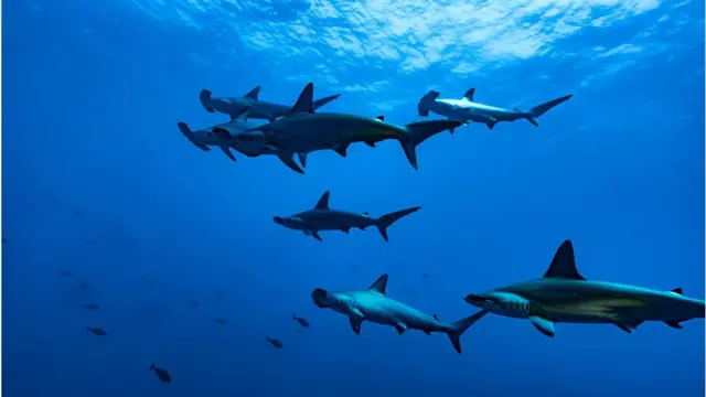 মারহেড হাঙ্গর (হাতুড়ী হাঙ্গর)