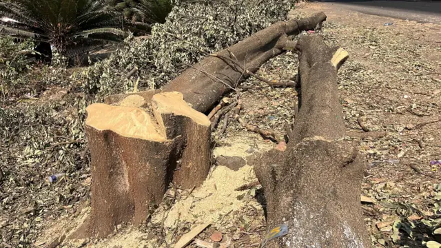 वनविभागाच्या हद्दीतील वृक्षांची तोड करण्यात येत आहे.