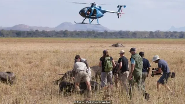 Gajah yang sudah dibius kini dipastikan agar tetap bernapas dan berbaring menyamping.