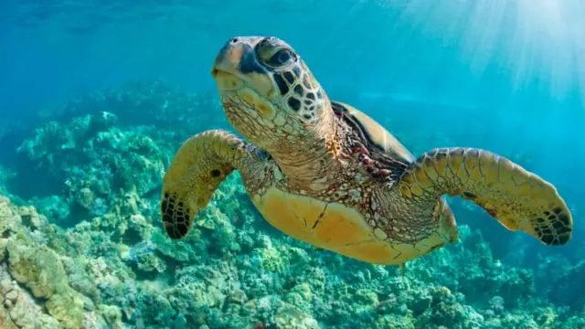 Okean Balıqlar Tısbağa