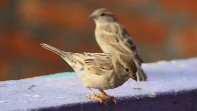 உலக சிட்டுக் குருவிகள் தினம் 2022