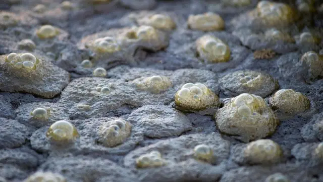 يمثل وضع إضافات على علف الحيوانات طريقة أخرى يمكن من خلالها تقليص غاز الميثان المنبعث من الماشية، والذي يحتوي عليه روثها