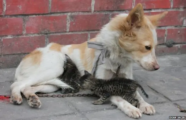 डीन जैसेक द्वारा ली गई तस्वीर