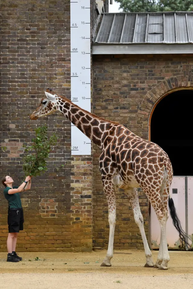 измерение длины жирафа
