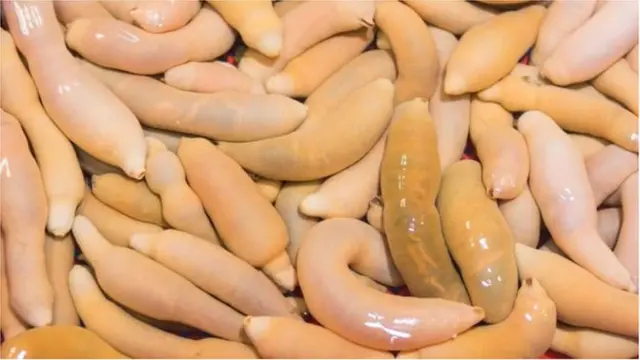 पेनिस फिश