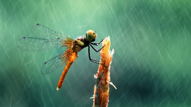 Wildlife photograph of a dragonfly by Muhammad Roem
