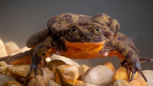 ரோமியோ - செஹுன்கஸ் தவளை