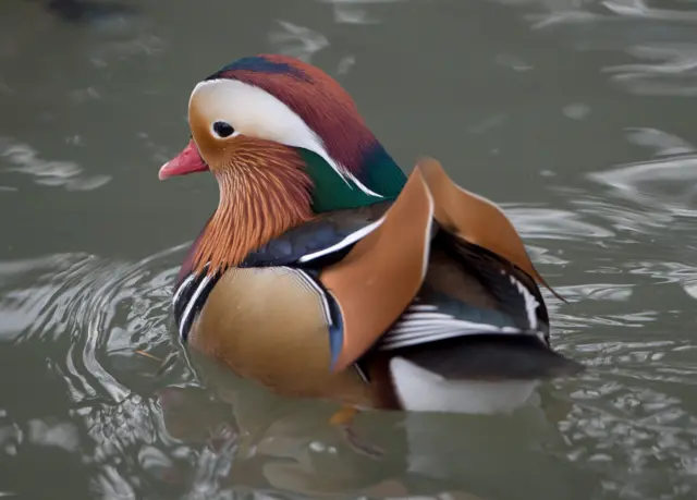 เป็ดแมนดาริน