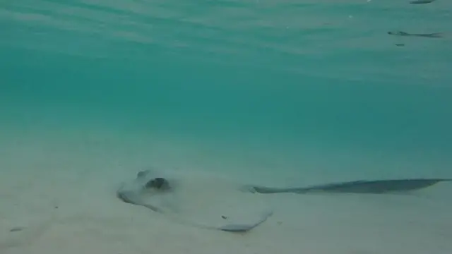 Raža na morskom dnu