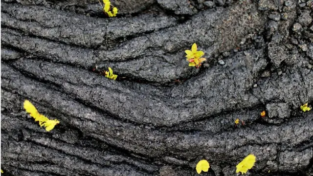 Tanaman mulai bertumbuhan di sela-sela retakan lava yang mengering dan mengeras, sesudah dimuntahkan dari gunung Kilauea, Hawaii. dalam letusan 15 Mei lalu.