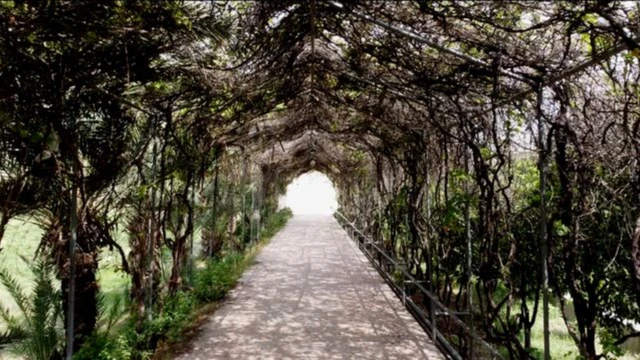 ایوب اپریدي کلا