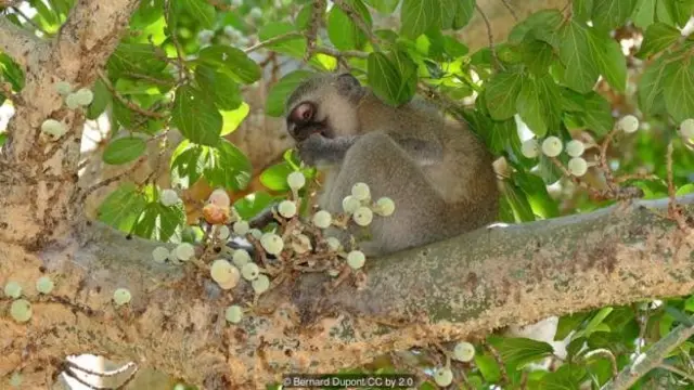 Primata makan buah ara.