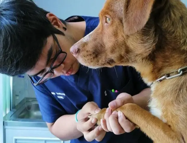 कुत्र्याची सुटका