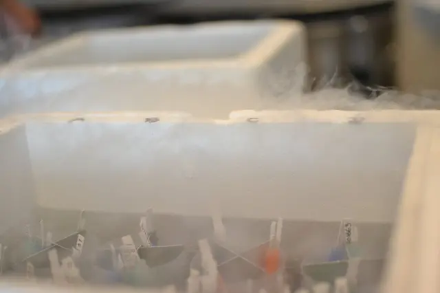 ప్రస్తుతం డెన్మార్క్లో ప్రపంచంలోనే అతి పెద్ద వీర్యకణ నిధి ఉంది