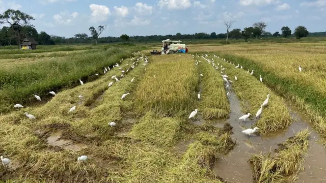 श्रीलङ्काको धान खेत
