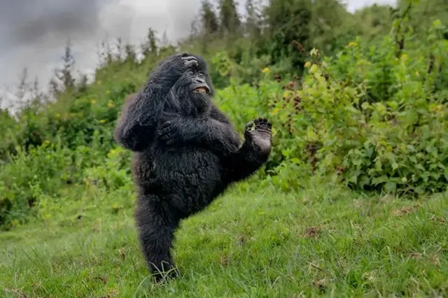 A young male gorilla shows off his acrobatic flair in Rwanda's Virunga Mountains (Credit: Mark Meth Cohn/ Nikon Comedy Wildlife)