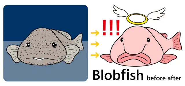 dessin du poisson blobfish avant et après