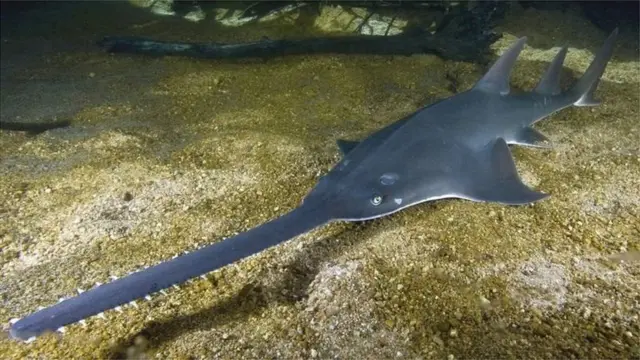 आरा मछली (फाईल फोटो)