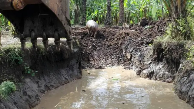 Ikimashini cimba amabarabara nico caciriye inzira iyo mvubu ishobora kuva mu kinogo
