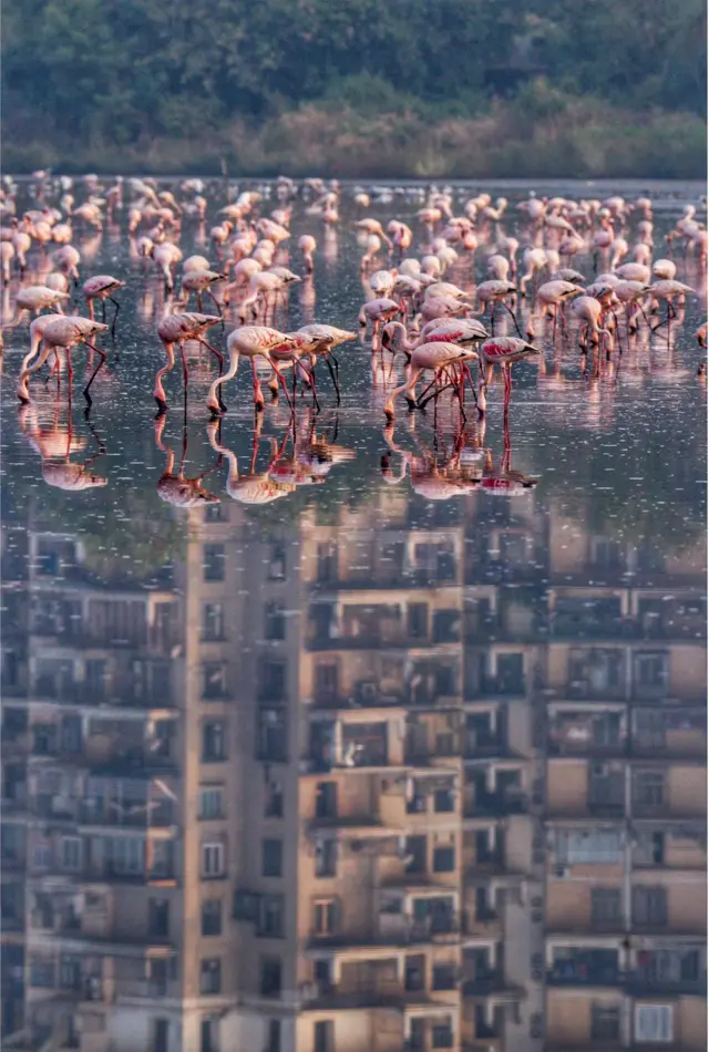 A flock of flamingos feed in water with a block of flats reflected in the background