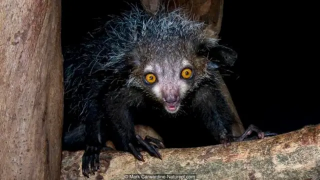 Aye-aye
