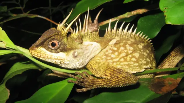 Acanthosaura phuketensis