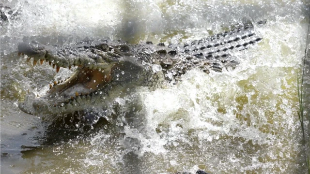 Dari total 26 spesies buaya di dunia, buaya muara adalah jenis yang paling besar dan diklaim sering menyerang manusia.