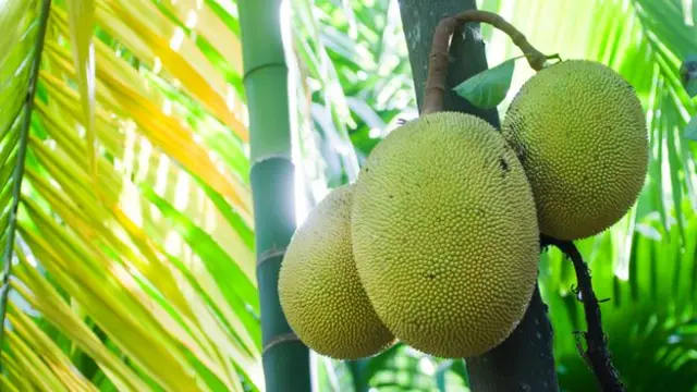 Pohon nangka