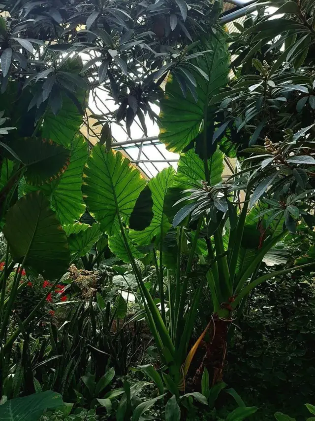 Самарқанд Давлат университетининг Биология факултетида 1969 йилда қурилган ноёб иссиқхона. Аввалги ҳолати...