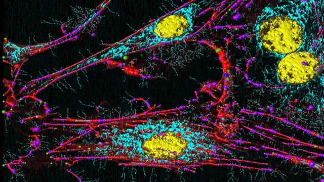 Ilustración de una mitocondria.