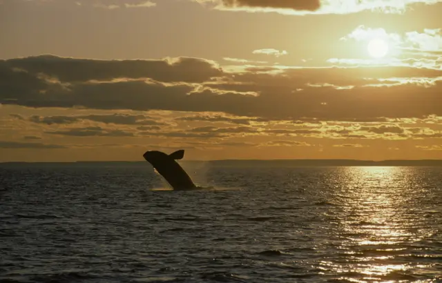 A North Atlantic right whale breaches the waters in the Bay of Fundy at sunset.