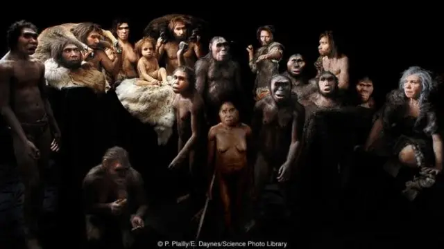 Sebagian besar hominin berjalan tegak.