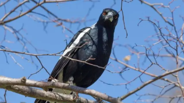 Mu gihe ibi bikona byaho byaturaze amagi ngo bigira amahane cyane