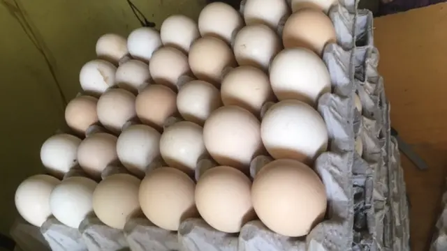 अंडी, चिकन, अन्नधान्य, व्यापार, व्यवसाय.