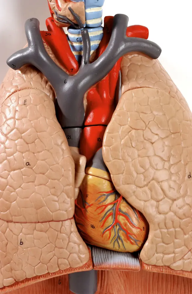 मुटु र फोक्सो