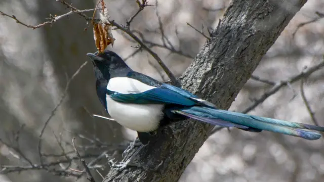 سکردو اور ہنزہ میں موسمِ بہار