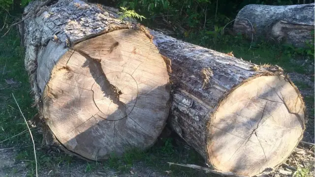 Árboles cortados en el suelo de la selva amazónica.