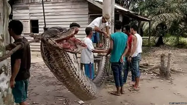 અજગરનું પેટ ચીરીને મહિલાનું શબ બહાર કાઢવામાં આવ્યું હતું